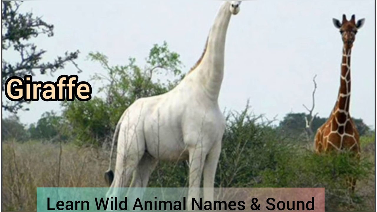 Wild Animals Name and Sound | Learn Animals names with Pictures in English