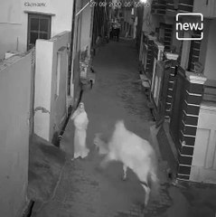 Watch: Brave Boy Jumps In To Rescue Grandmother After She Gets Attacked By A ‘Mad Bull’