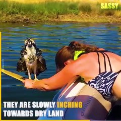 They are slowly inching towards dry land