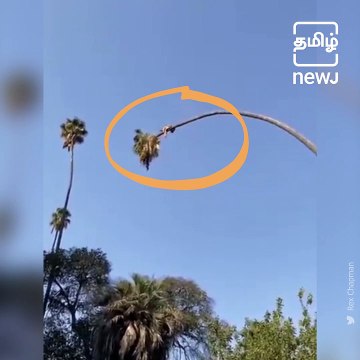 Man Cuts Palm Tree while sitting on the tree. Video leaves twitter stunned