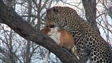 Young Leopard Catches A Domestic Dog In The Bush