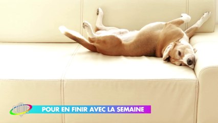 Quel chien êtes-vous ? - Eva Bester - Clique - CANAL+