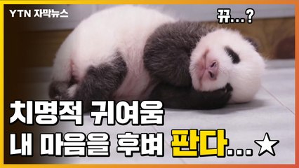 [자막뉴스] "저 뒤집기 했어요!" 국내 첫 아기 판다 '쑥쑥' / YTN