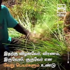 Medicinal Benefits Of Vetiver