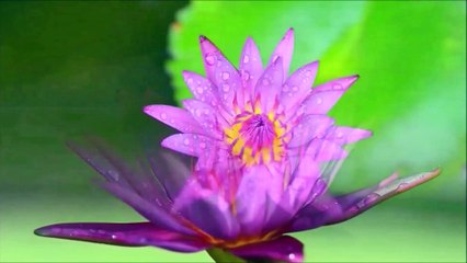 Lotus Flower Time lapse and close up video