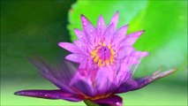 Lotus Flower Time lapse and close up video