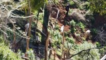 Goats plaguing parts of Adelaide Hills are removed