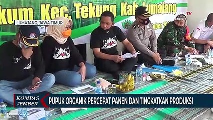 Download Video: Bupati dan Wakil Bupati Lumajang Panen Padi Sehat yang Ditanam Menggunakan Pupuk Organik