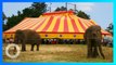 Prancis larang penggunaan satwa liar dalam sirkus keliling - TomoNews