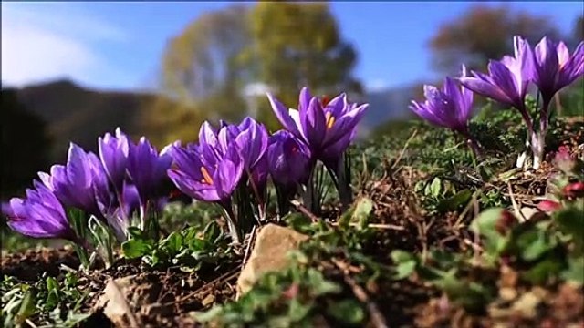 ☩ 4 octobre : Fête de Saint François d'Assise ☩