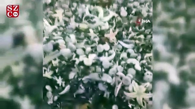 Rusya'da milyonlarca deniz canlısı karaya vurdu