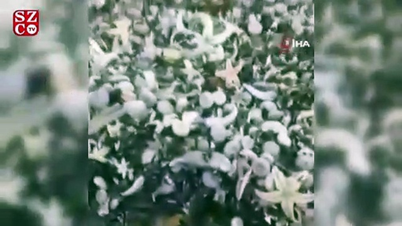 Rusya'da milyonlarca deniz canlısı karaya vurdu