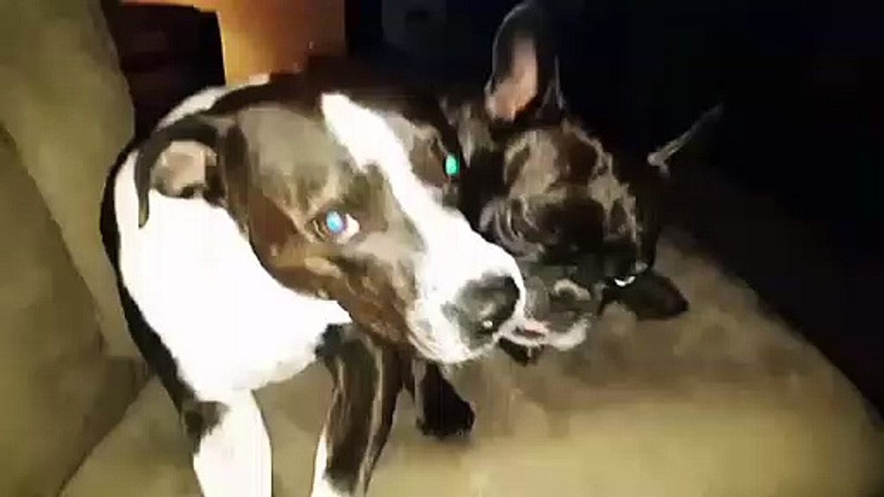 True love- Tiny dog and big. Dog