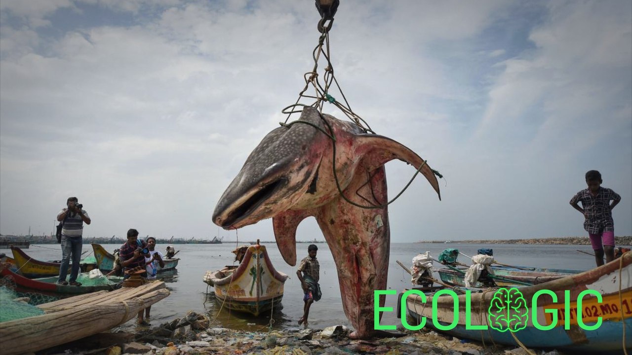 Ecologic: Biodiversity on the Brink