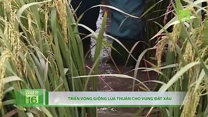 Trồng trên vùng "đất xấu", giống lúa thuần vẫn đạt 60 tạ/ha  | VTC16