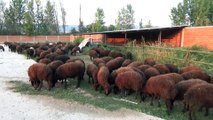 'Genç Çiftçi Projesi' sayesinde 300 koyunluk sürüsü oldu - TOKAT