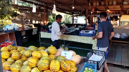 Datça'da mor patates hasadı - MUĞLA