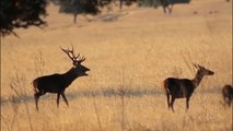 La sinfonía de los ciervos en el 'Serengueti español'