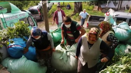 Giresun fındıktan sonra çay üretiminde de iddialı