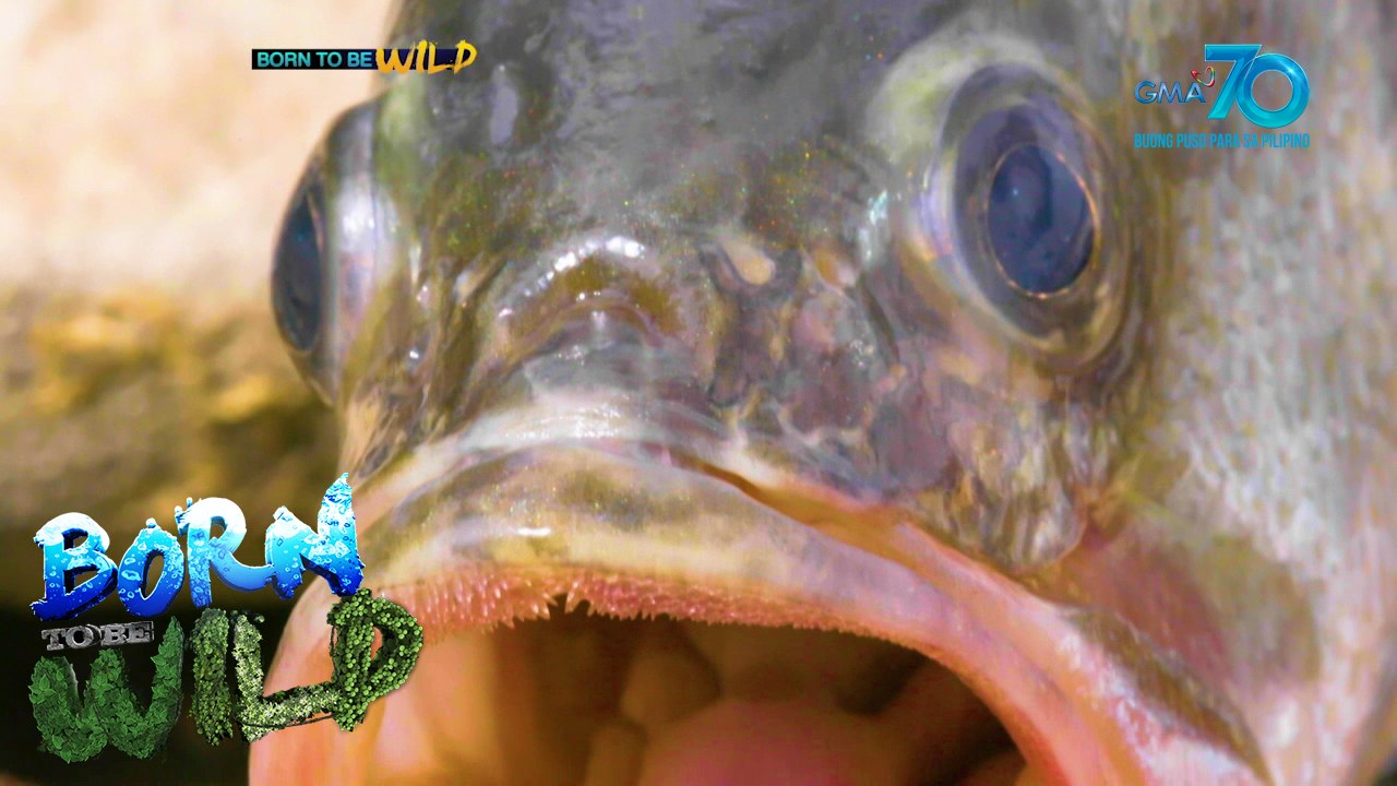 Born to be Wild: Tawis, the ‘alien’ species that proliferates in Pantabangan Lake