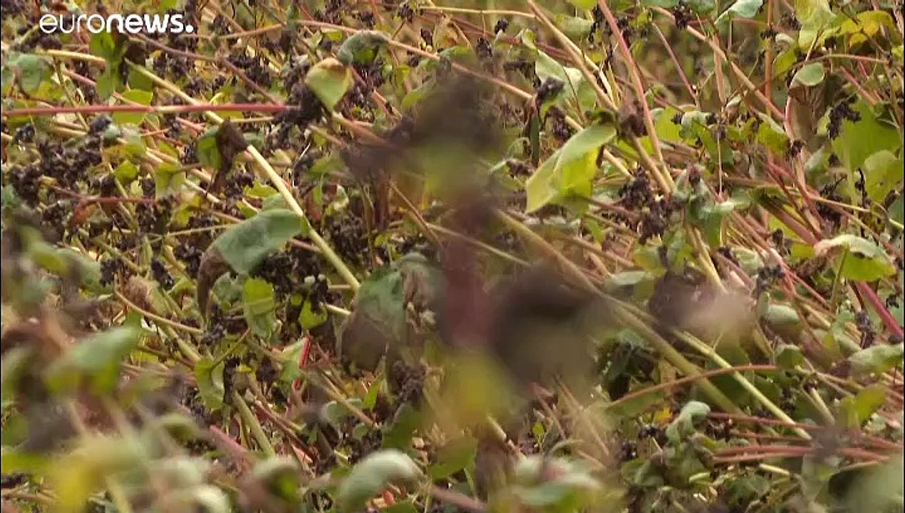 Carte blanche au blé noir en Bretagne