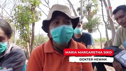 Bangkai Paus Pilot Akhirnya Dikubur, Cek Faktanya