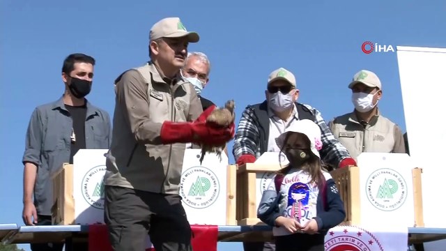 Bakan Pakdemirli Hayvanları Koruma Günü’nde yaban hayvanlarını doğa ile buluşturdu- Tarım ve Orman Bakanı Bekir Pakdemirli:- “Belediyelere hayvan bakım evleri için kabaca 100 milyon TL destek verdik”- “2013 ile 2020 yılları aras...
