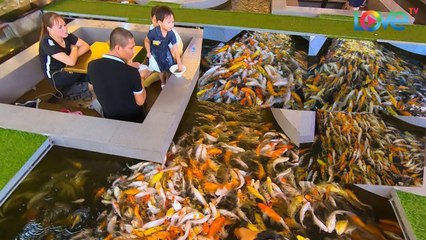 Check-in QUÁN CAFE CHÌM DƯỚI NƯỚC, ngắm HÀNG TRIỆU CÁ KOI ở Sài Gòn |VHCS