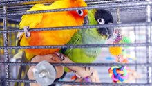 Tour of the Gabriel Foundation - Parrot Rescue, Welfare, and Sanctuary