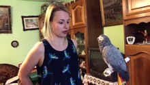 Romania - African Grey Parrot Owner Interview