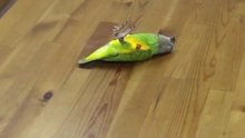 Is this Parrot Really Dead!_