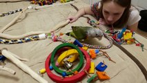 Adding Perches and Toys to Parrot Cages