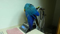 Weighing Parrots on a Scale