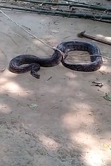 गांव में निकला अजगर मचा हड़कंप