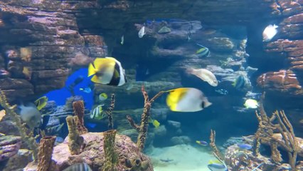 Télécharger la video: The Best 4K Aquarium for Relaxation Il Relaxing Oceanscapes - Sleep Meditation 4K HD Relax24pro