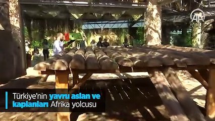 Türkiye'nin yavru aslan ve kaplanları Afrika yolcusu