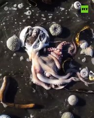 Catástrofe ecológica en Kamchatka