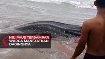 Hiu Paus Terdampar, Dimanfaatkan Warga Untuk Penuhi Kebutuhan Makan