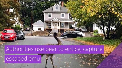 Authorities use pear to entice, capture escaped emu, and other top stories in strange news from October 05, 2020.