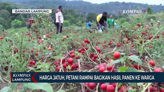 Harga Jatuh, Petani Tomat Bagikan Hasil Panen ke Warga