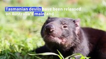 Tasmanian devils released on Australian mainland