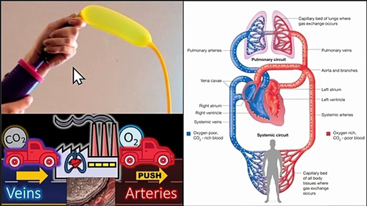 Circulatory System - Gr 9 _ 1st Q _ Lesson 2 (Part 2.5 - Tagalog) ( 720 X 1280 )