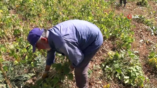 Ata tohumlarıyla üretilen kuru fasulye, rüzgar çağrılarak ayıklanıyor