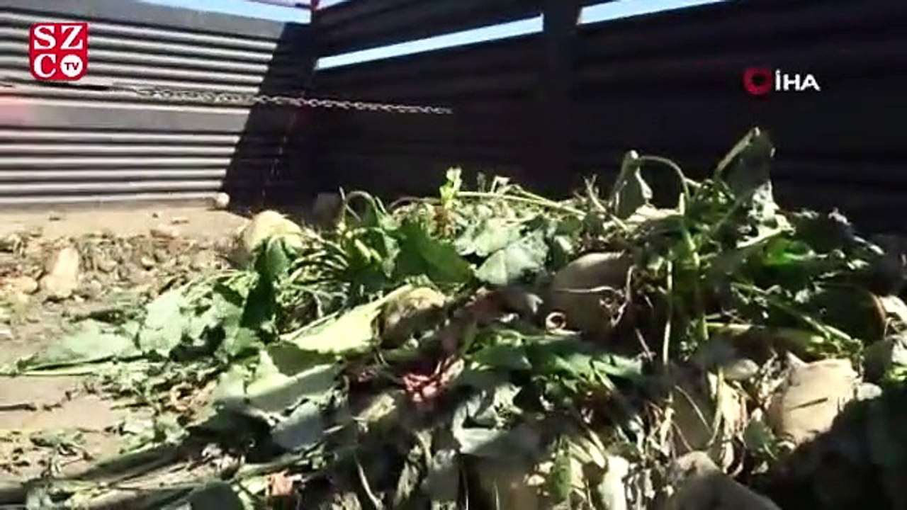 Muş’ta şeker pancarından kent ekonomisine 450 milyon lira katkı bekleniyor