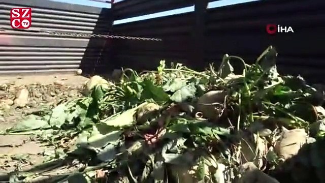 Muş’ta şeker pancarından kent ekonomisine 450 milyon lira katkı bekleniyor