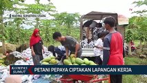 Petani Pepaya Ciptakan Lapangan Kerja di Tengah Pandemi Covid-19