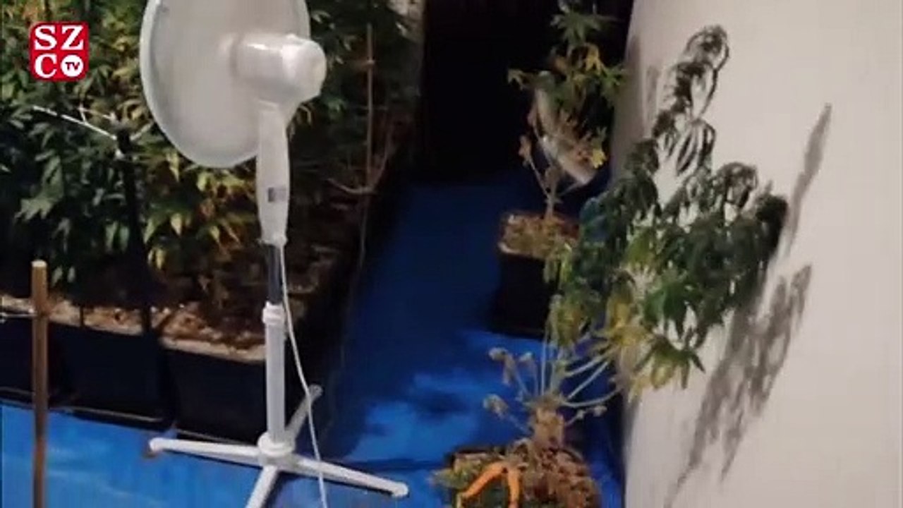 Evinin salonunu esrar bahçesi yapmış