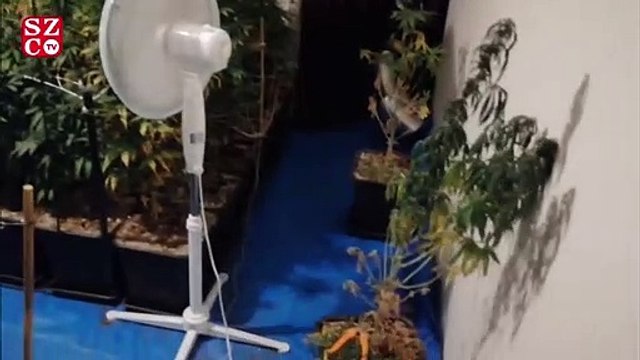 Evinin salonunu esrar bahçesi yapmış