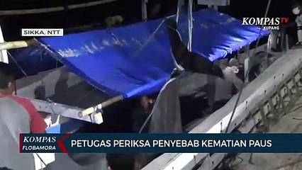 Seorang Nelayan di Sikka Temukan Paus Pilot Mati