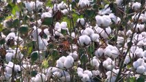 Beyaza bürünen tarlalarda pamuk hasadı heyecanı - ANTALYA